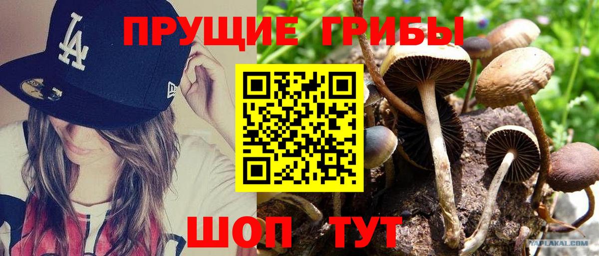 Псилоцибиновые грибы мицелий Кулебаки